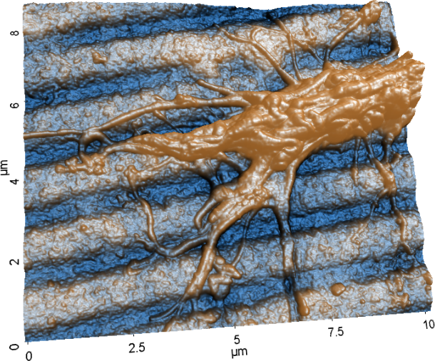 Multifunctional Biomaterials
